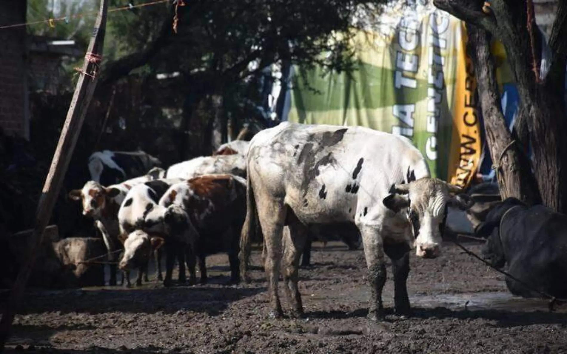 Ola de calor provoca muertes en el ganado